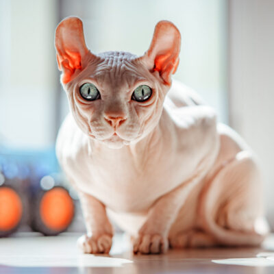 DSC01080-Enhanced-NR copy 2 DSC01080-Enhanced-NR copy 2