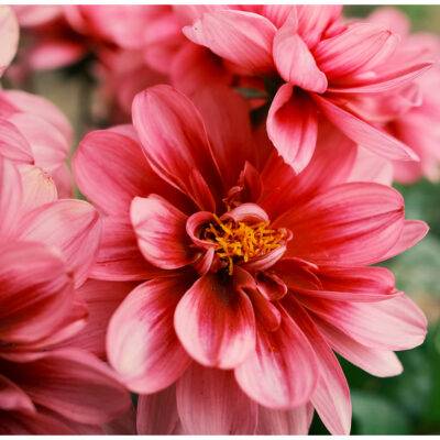 DSCF8350(1) copy DSCF8350(1) copy